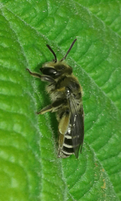 Andrena sp. (Apidae Andreninae)?